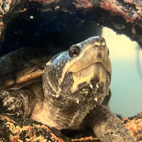 skepticalturtle